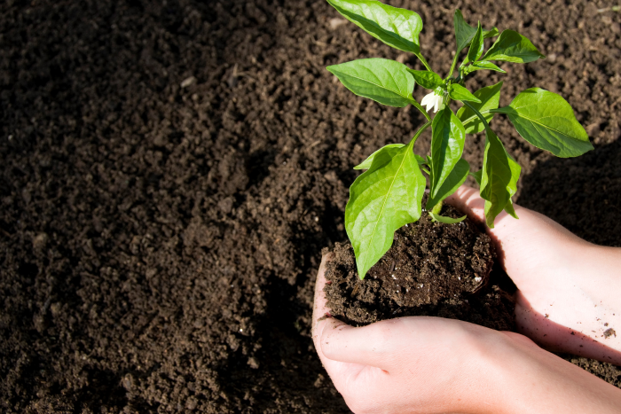 Compost